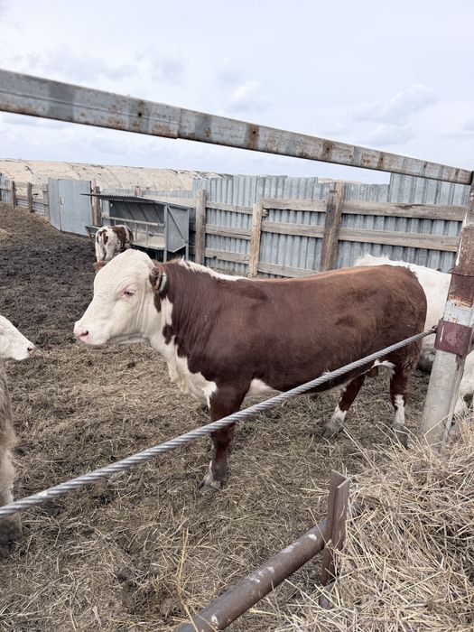 Продаю быка на племя .