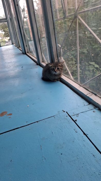Котенок ищет дом