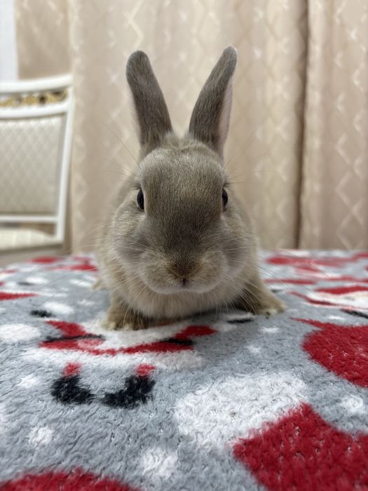 Кролик декоративный