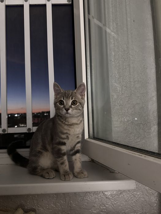 Продам котенка скоттиш страйт