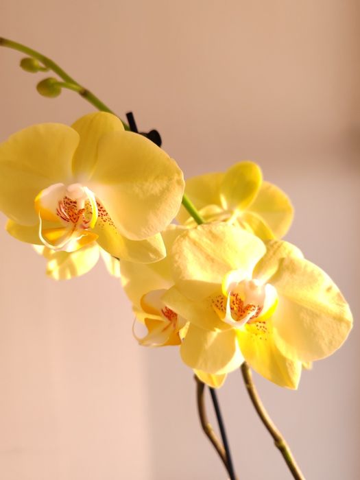 Орхидея фаленопсис