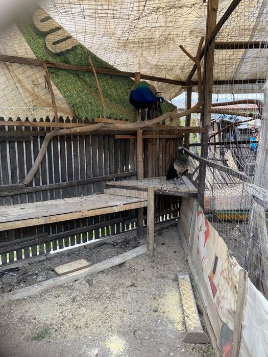 Pauni de vanzare--- Susani, jud Valcea