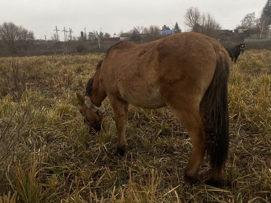 Еркек тай жеребчик Башкир