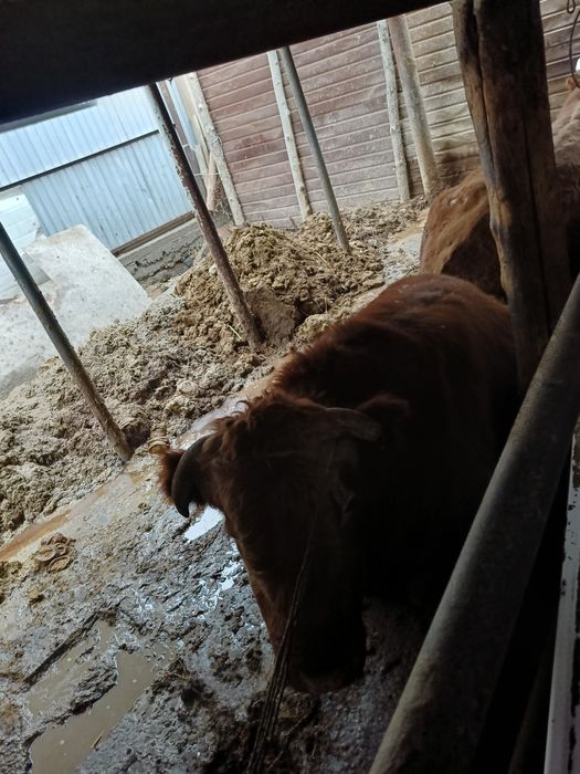 Бұқалар бар. Семіз бордақы.