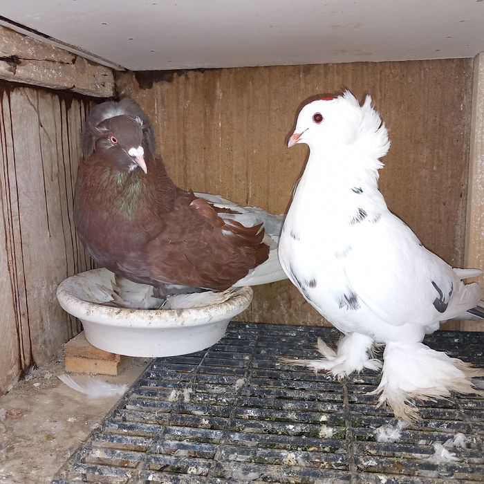 Porumbei uriasi maghiari