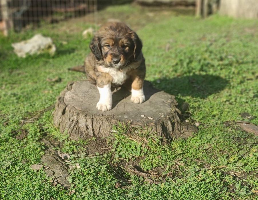Бретон шпаньол,братче и сестриче