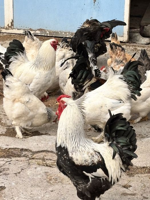 Куры срочно продам