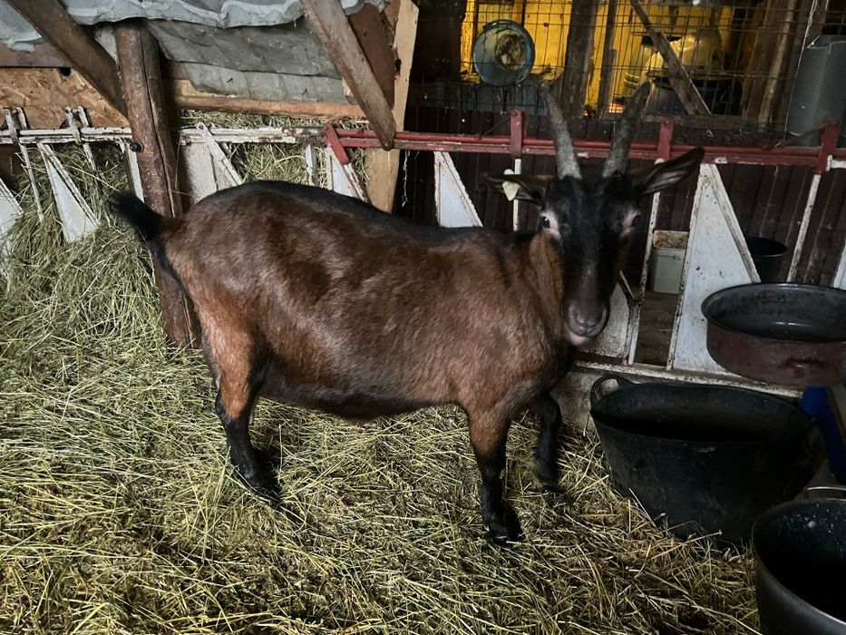 Capră gestantă alpin franceză