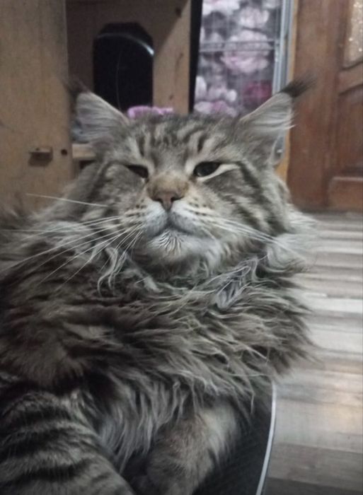 Котенок мейн кун девочка 30к
