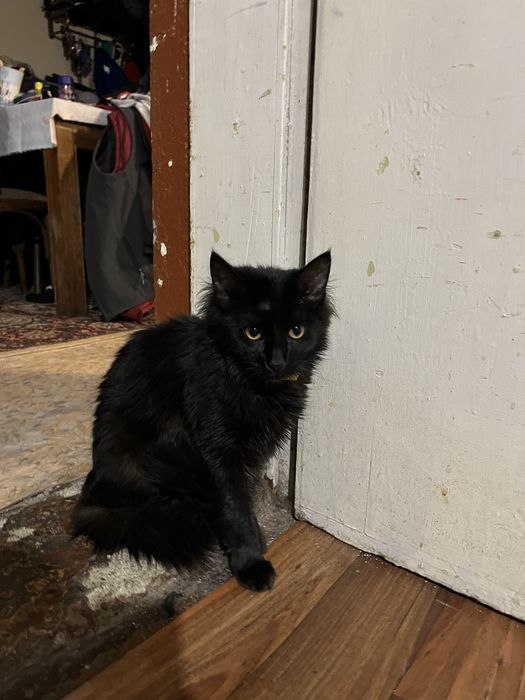 Подарявам котенца