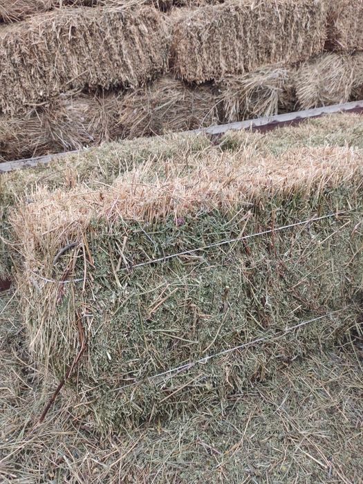 Жонышка Клевер люцерны