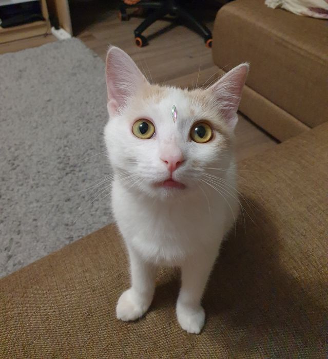 Кошечка в добрые руки