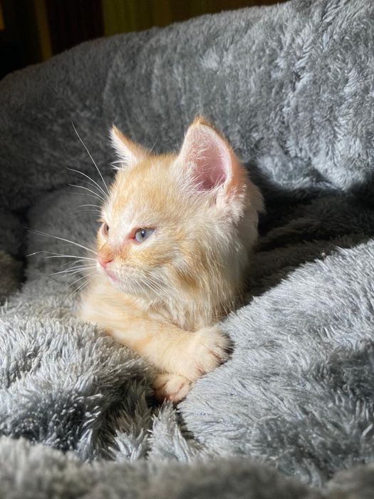Продам вислоухих котят
