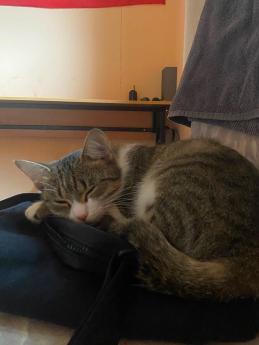 Котенок девочка