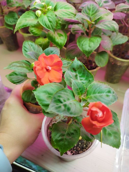 Бальзамин Оранжери Бронз