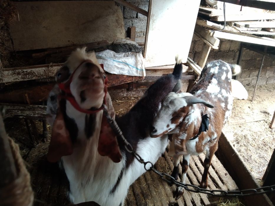 Срочна Сотилади тека и эчки пародистый битал