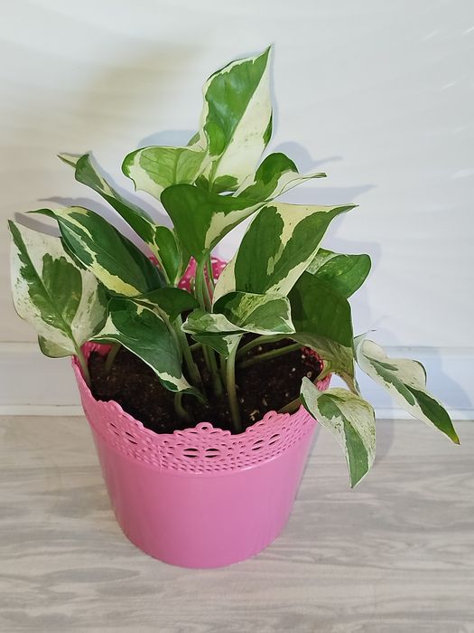 Epipremnum Enjoy