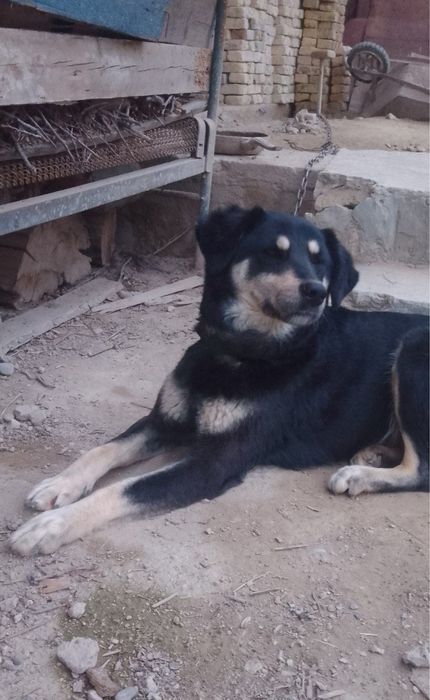 Линде очень нужен настоящий дом!