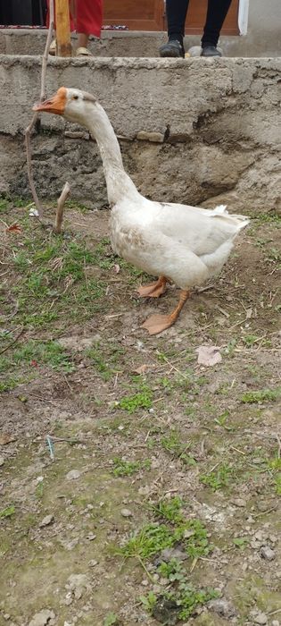 Gʻoz sotiladi erkak