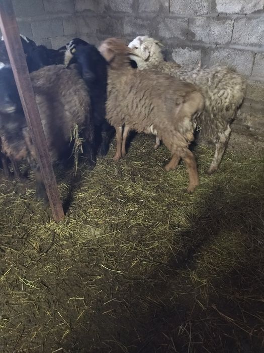 Тоқты сатам. Продам.