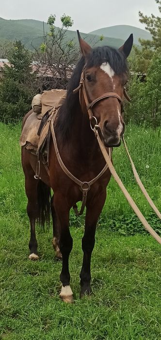 Продам жеребца, конь, лошадь,ат,жылкы