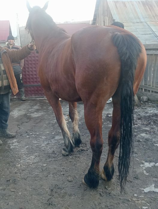 Vând sau schimb iapa semi grea