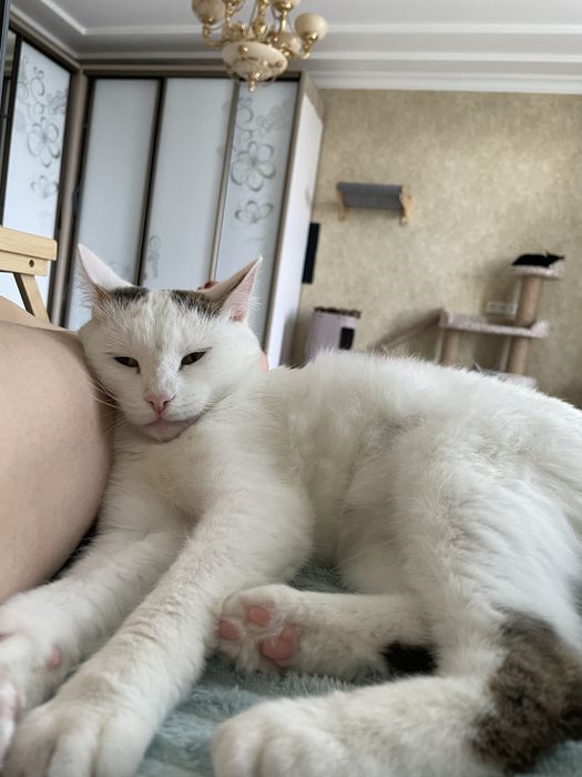 Отдам кошку в добрые руки