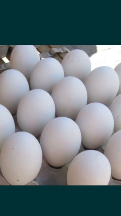 Karalevskiy zotdor g'ozla  КОРОЛЕВСКИ ГУСИ