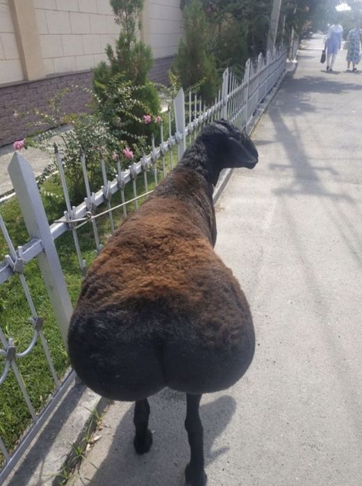 Qassob servis halol va sog’lom boqilqan qo’chqorlar bor doim xizmatda