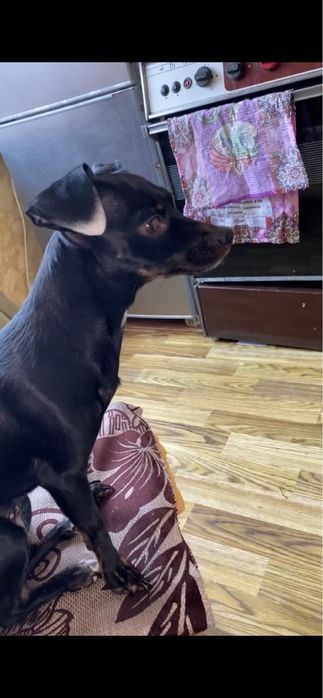 Красавица пинчер ищет жениха