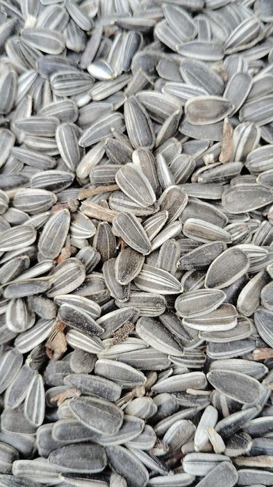 Porumb floarea soarelui pestriță pt papagali ovăz grau amestec cereale