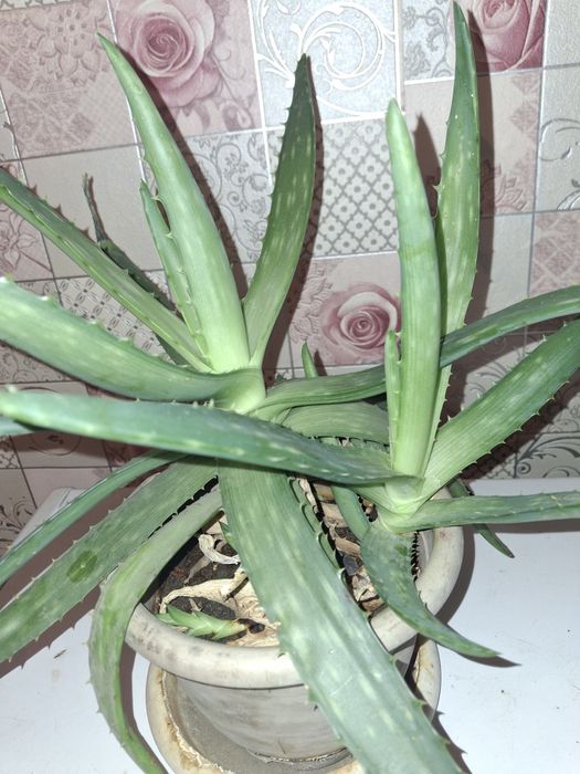 Продаю растение алоэ, которое имеет лечебные свойства.