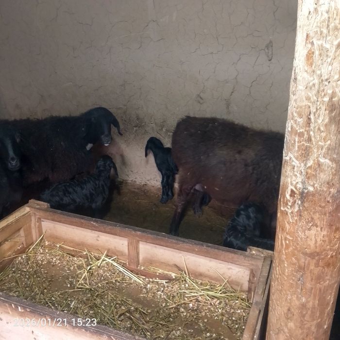 Ona-bola qoylar sotiladi !