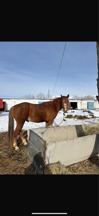 Айғыр уйірге 4 жаста