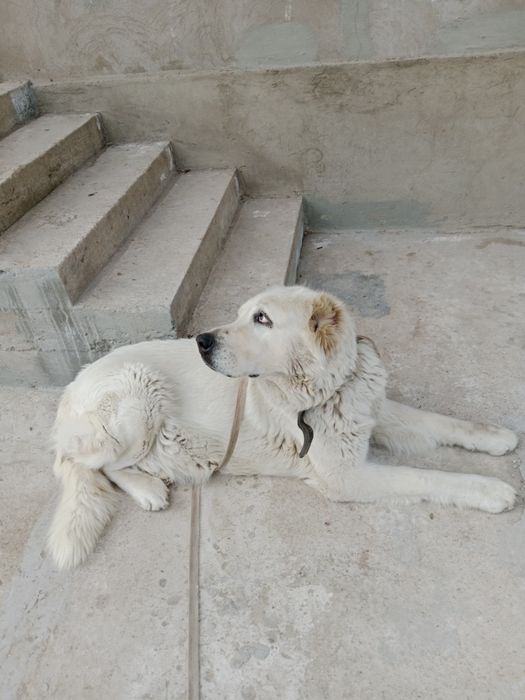 Алабай ургашы сучка