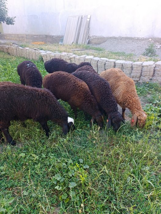 Кузи кучкорчалар сотилади