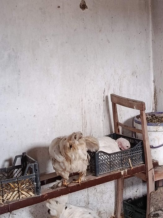 Xoroz va óradaklar sotilad