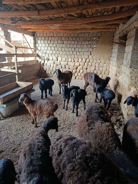 ona bola qoylar zotdor