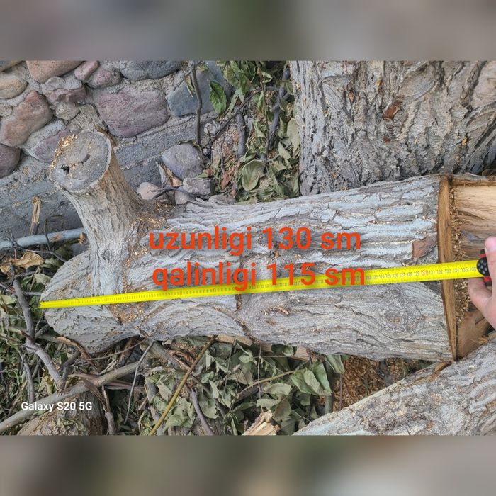 Yangon daraxti mebelchilarga sotiladi otinga emas