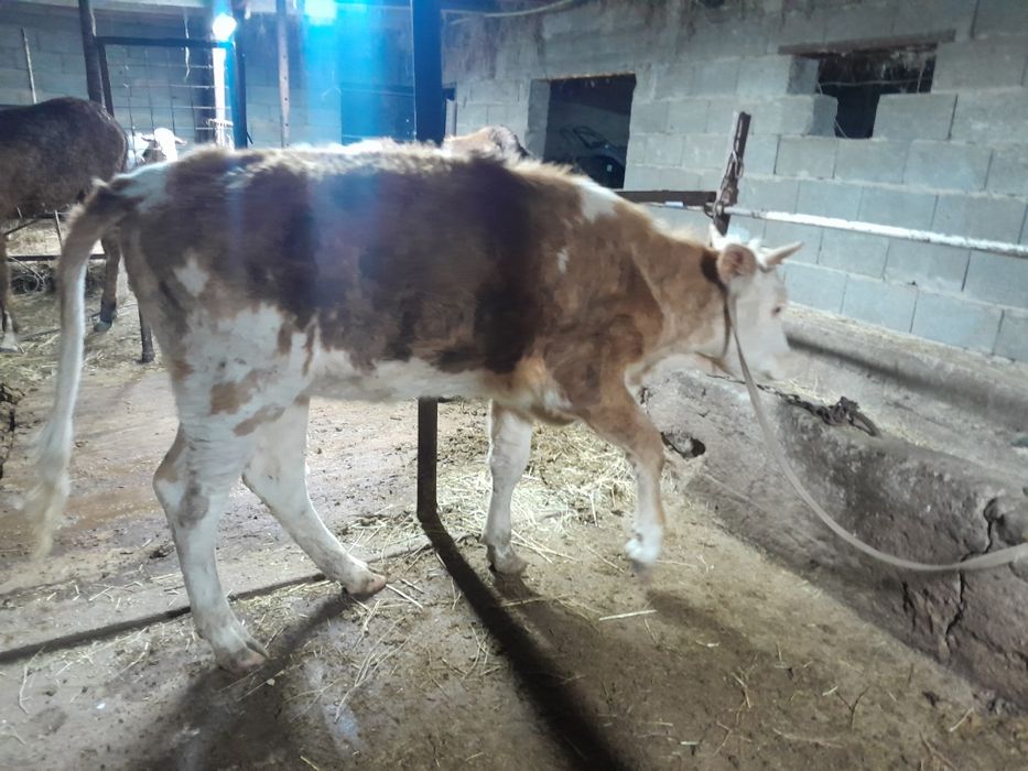 Тана құнажын телка