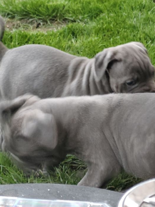 Бебета Кане Корсо