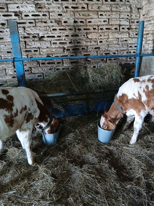 Продаю телята 5 штук