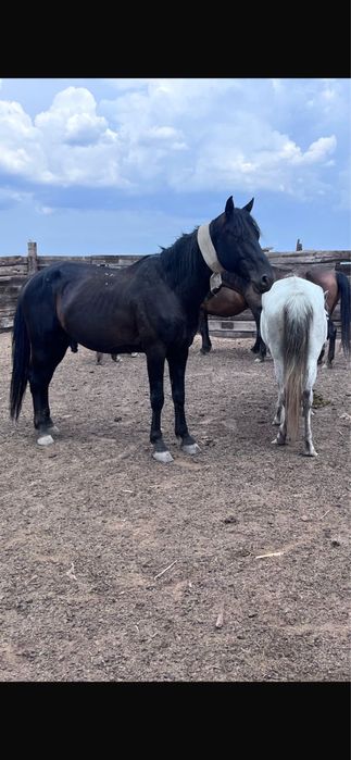 Айгыр сатылады 7 жасар