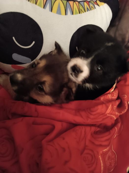 Срочно ищем дом малышам