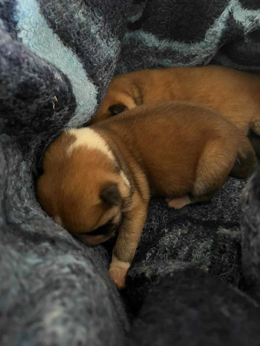 Акита Ину родословие и документи