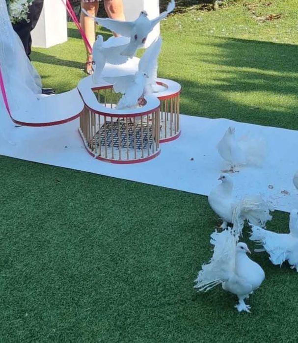 Porumbeii albi pentru nuntii