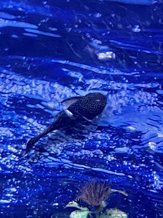 Аквариумные рыбки. мирные породы