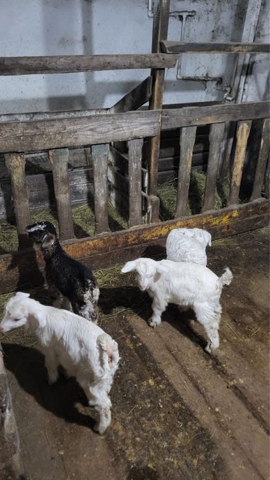 Продаю козлят 3 мальчика 1 девочка