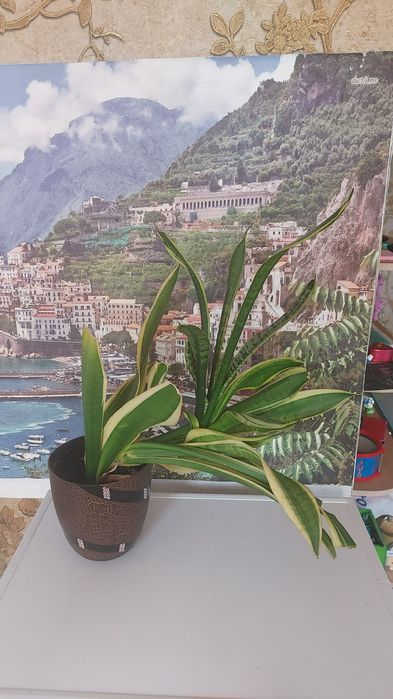 Продам домашние растения.