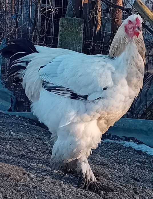 Doi cocoși și un paun